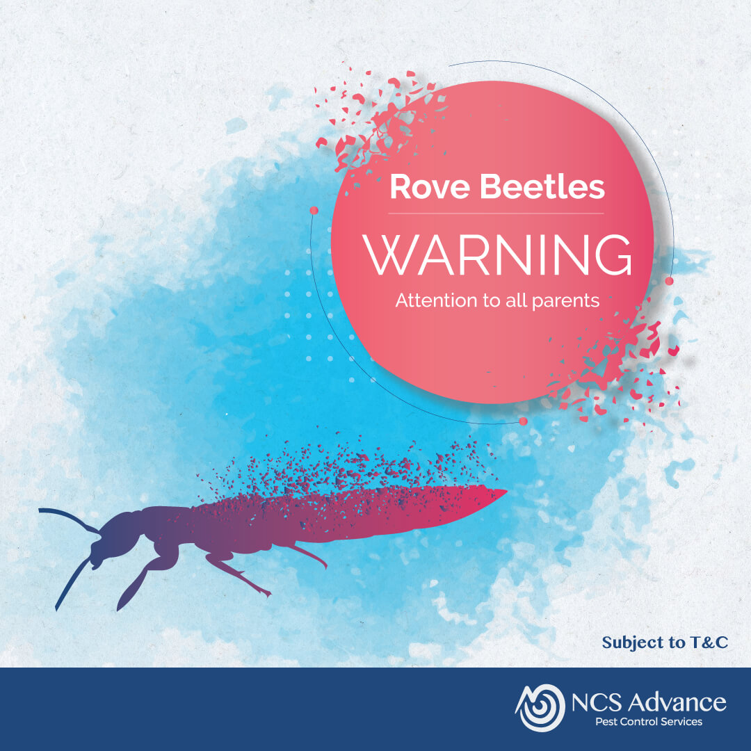 Rove Beetles Warning