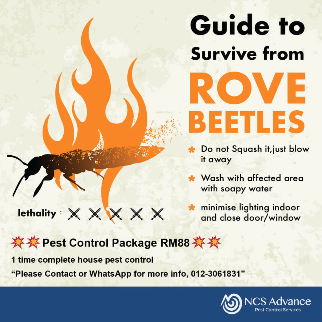 Guide to Survive from Rove Beetles